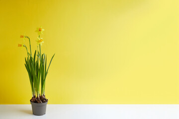 Blooming yellow daffodils in a flower pot on a yellow background with copy space. Spring flowers in the soft morning sunlight