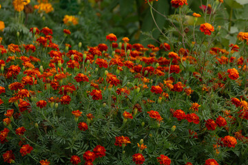 Beautiful bushes with marigold flowers