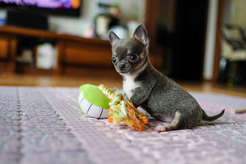 치와와 강아지 dog pet chiwawa  © daewoong