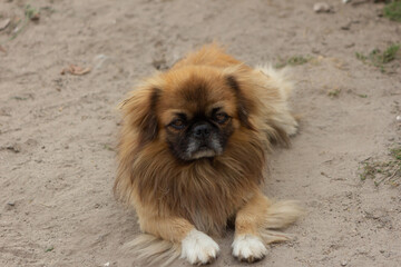 Pikines dog lies on the ground