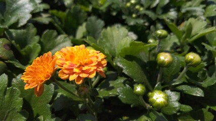 A Photo of a Chrysanthemum Flower