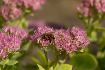 The bee collects pollen on flower bushes