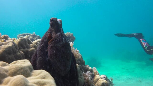 Octopus.  Exciting diving off Mafia Island. Tanzania. Africa. 