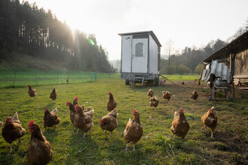 chickens in the field