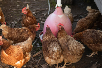 chickens drinking