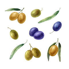 Set with olive branches, leaves, fruits. Watercolor illustration isolated on white background.