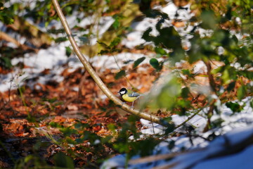 Parus major great tit sits on a branch in the forest