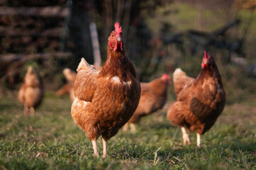 chicken