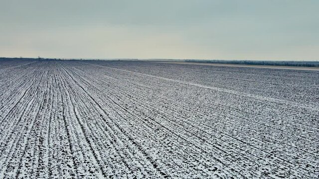 Aerial view of cold winter landscape with growing crops field covered frost snow. Drone shot agricultural plants and concept of food industry