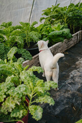 white cat in a kale garden 
