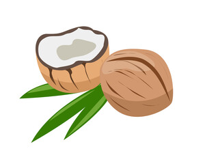 Coconut whole and split on a white background