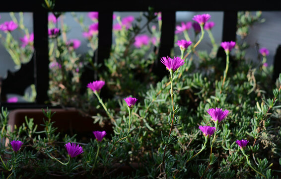 purple flowers in the balcony