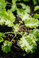 garden of young green kale 