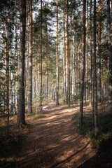 Fototapeta premium A walk in the spring pine forest. Vertical