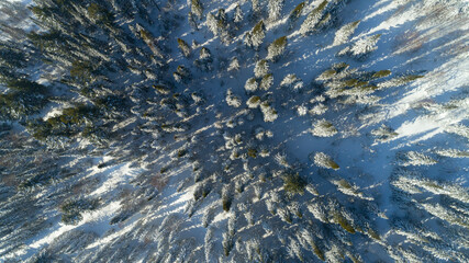ON TOP: Aerial view of snow covered fir trees