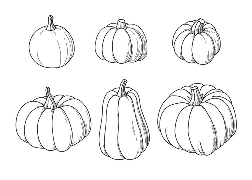 Pumkins. Vegetable set.  Doodle outline vector illustration.