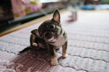 치와와 강아지 dog pet chiwawa 