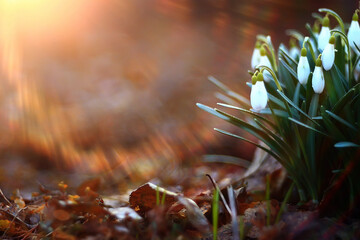 spring wildflowers sun rays bokeh snowdrops, warm golden spring background sunrise in march