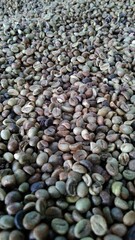 Photo of coffee beans that have not been roasted