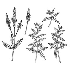 American blue vervain (Verbena hastata). Vector hand drawn illustration in sketch style.