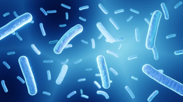 Floating lactobacillus bacteria, beneficial microorganisms, part of the human microbiome, probiotics