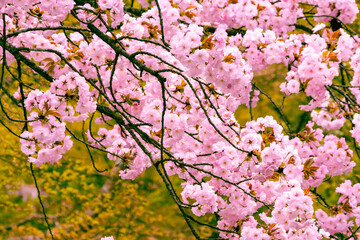 A selective focus shot of cherry blossoms with trees in the background during Japanese springtime