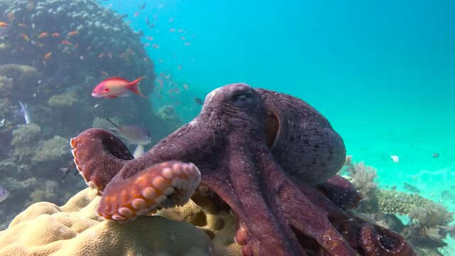 Octopus.  Exciting diving off Mafia Island. Tanzania. Africa. 