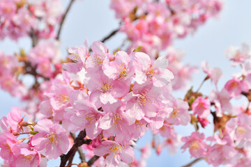 桜の花
