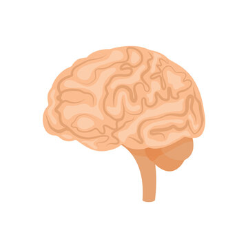 recommend clip art: Brain or mind side view line art color vector icon for medical apps and websites