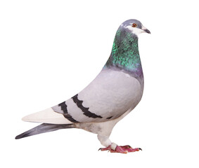 full body of blue white flight homing pigeon isolate white