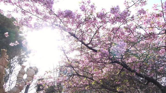 Cherry blossoms in Japanese garden. Early blooming Sakura with the sun flare. Cerasus lannesiana Carrière, Kawazu-zakura. 4K. Shot in Syukkei-en in Hiroshima in March 2021.
