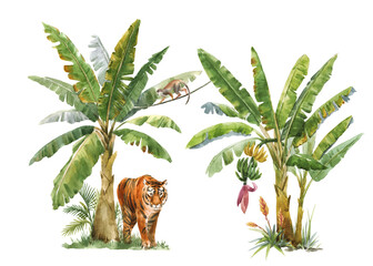 Fototapety  Beautiful image with watercolor tropical palms and jungle animal tiger. Stock illustration.