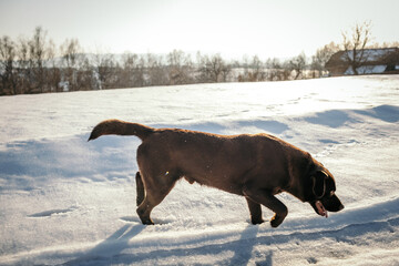 A dog that is covered in snow