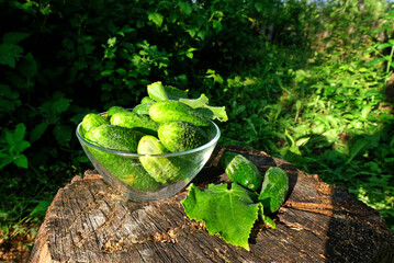 A group of fresh green cucumbers lies in a glass bowl on a stump on a Sunny summer day. Horizontal frame. Cucumbers are an element of vegan who, paleo diet. Detox, cleanse.  horizontally.