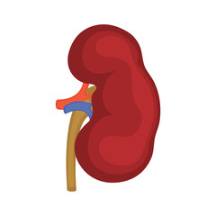 Kidneys. Organs icon. Vector illustration isolated on white background