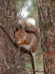 squirrel in a city park eating nuts