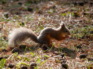 squirrel in a city park eating nuts