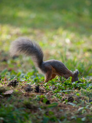 squirrel in a city park eating nuts