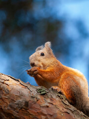 squirrel in a city park eating nuts
