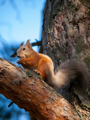 squirrel in a city park eating nuts