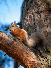 squirrel in a city park eating nuts