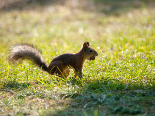 squirrel in a city park eating nuts