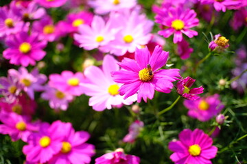 Obraz na płótnie Canvas Beautiful nature Pinks flower in nature garden.