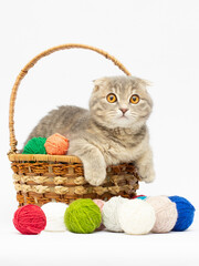 Fototapeta na wymiar scottish fold grey kitten sitting in basket with pink and grey balls Cute little cat. Vertical.