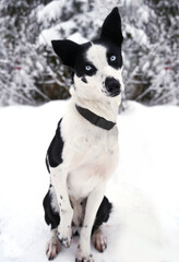 Portrait of a cute Siberian husky sled dog