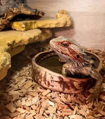 Small bearded lizard takes a bath in the pool in his terrarium.