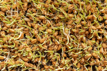 Healthy diet and vegetarian food. Mix of fresh sprouts on white background. macrobiotic food. Sprouted wheat, peas, lentil seeds. Superfood