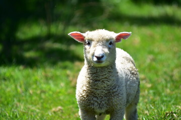 Obraz premium Inquisitive lamb with cute face and fur like wool looking straight into camera lens.