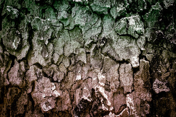 grunge gray and green tree bark abstract texture background