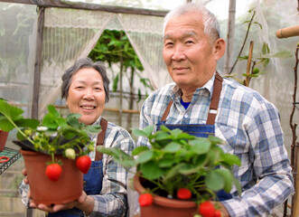 Happy senior couple working in the garden and showing the strawberry